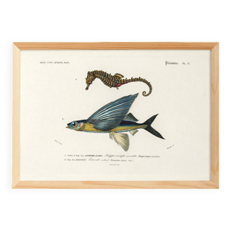 Poster of the Seahorse and the Flying Fish, based on an old engraving
