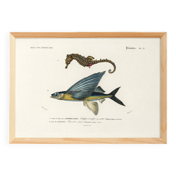 Poster of the Seahorse and the Flying Fish, based on an old engraving