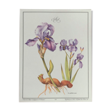 Planche botanique Iris