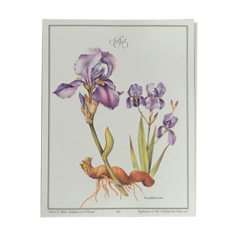 Planche botanique Iris