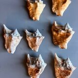 Shells lot or detail, Strombus Lobatus Peruvianus