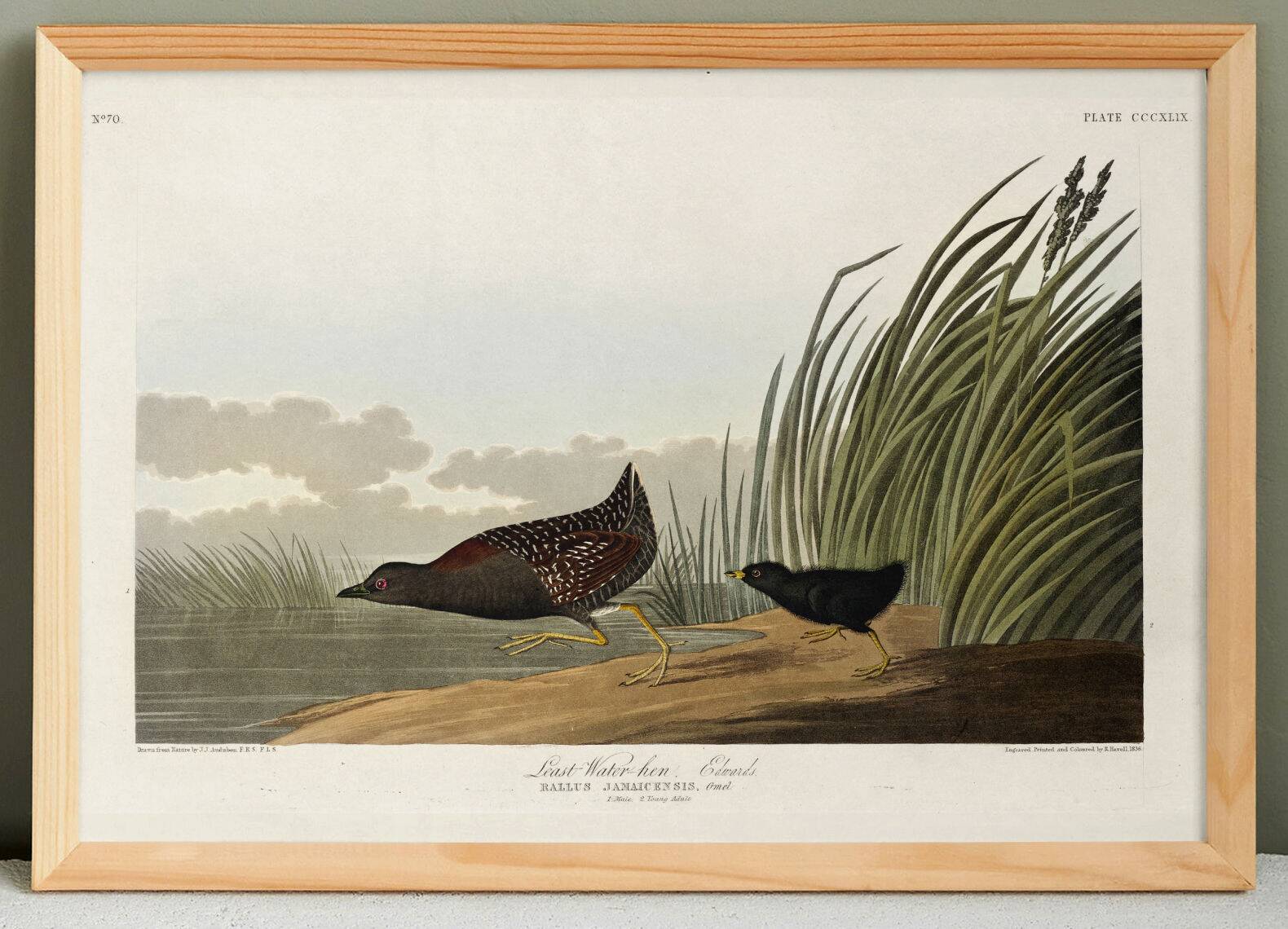 Poster about the Jamaican Rail, after an old engraving from 1827.