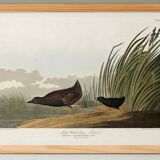 Poster about the Jamaican Rail, after an old engraving from 1827.