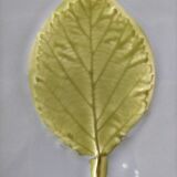 A set of two undersides of flat