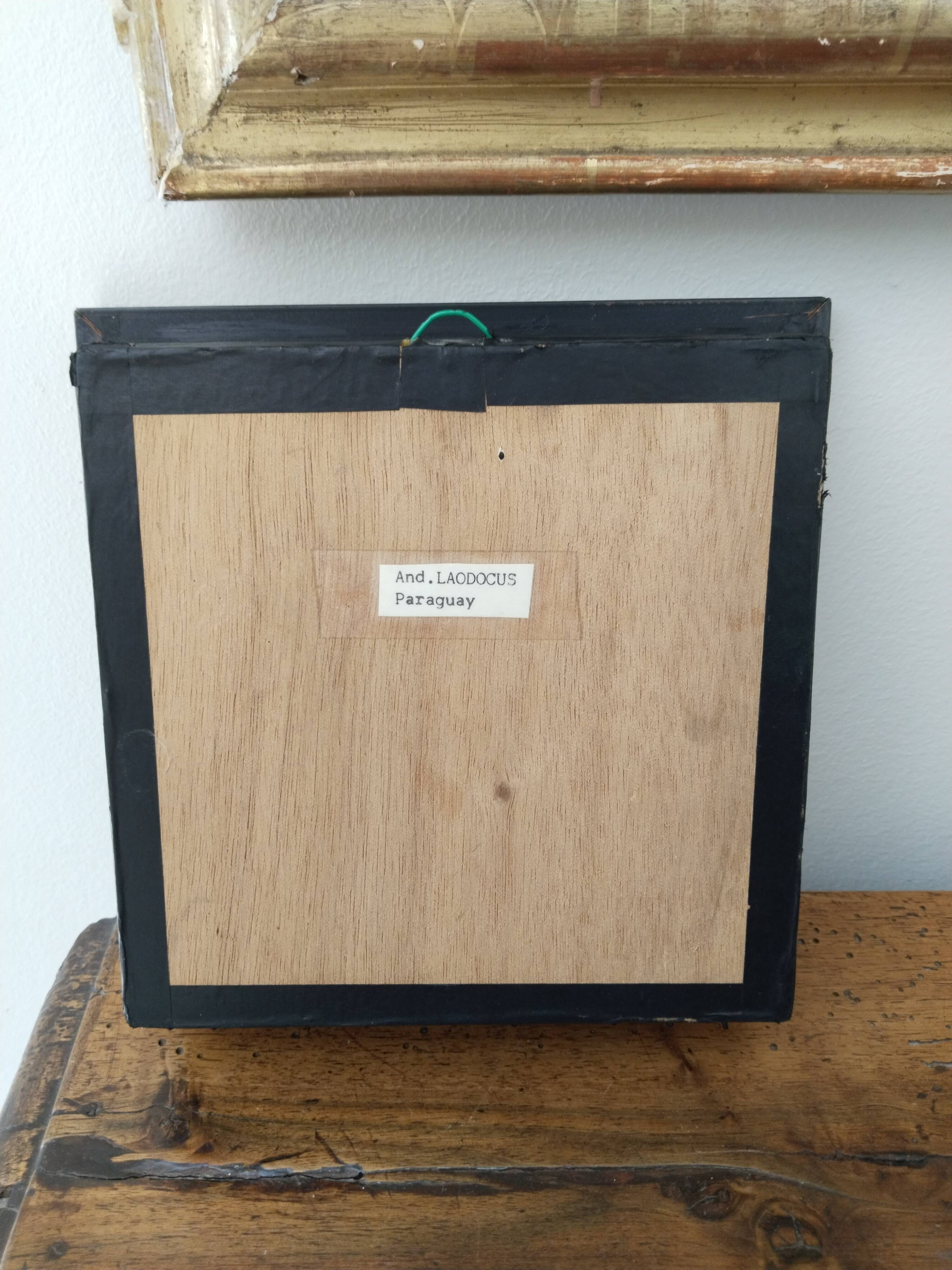 Butterfly stuffed under glass, And.Laodocus