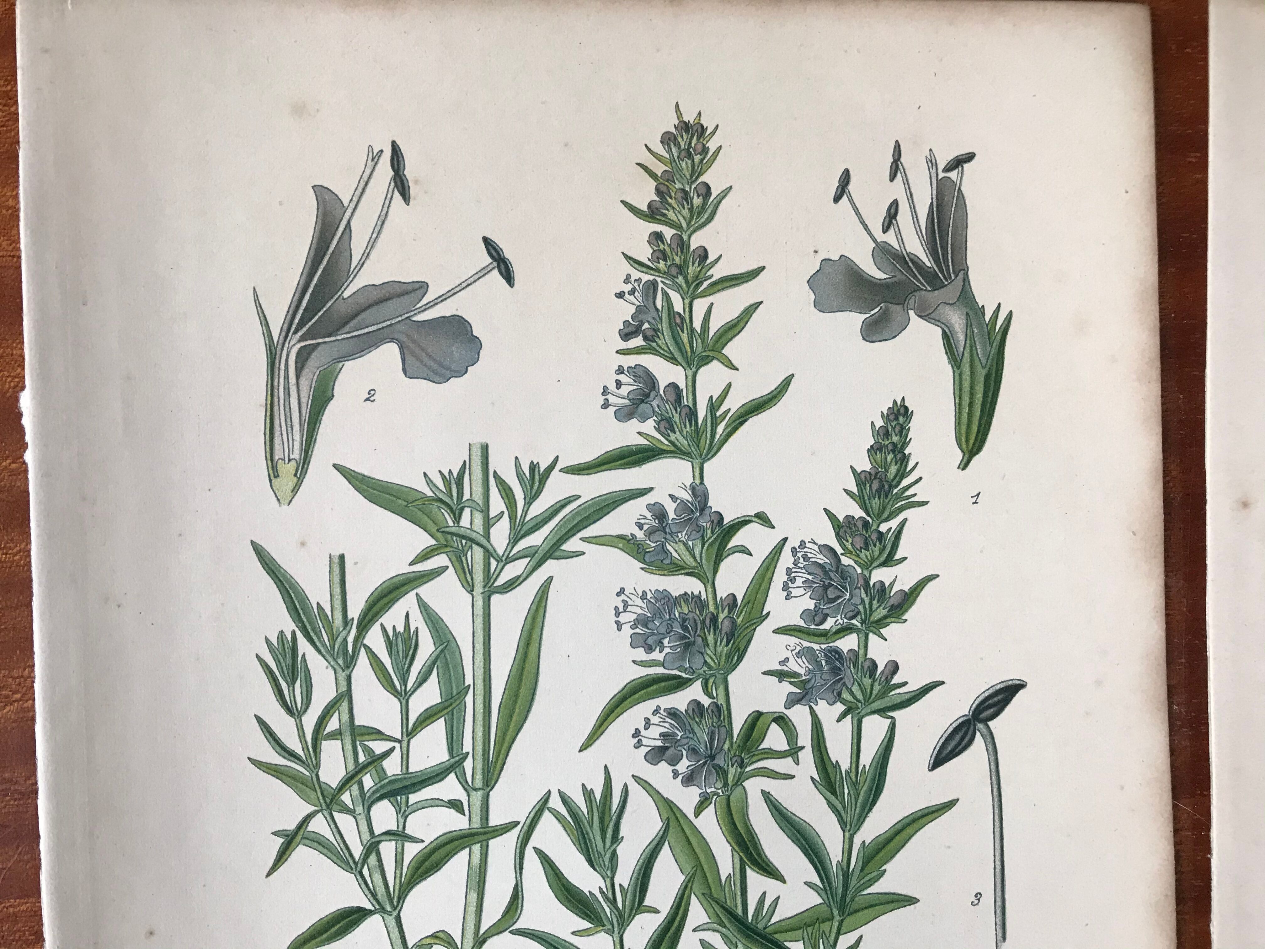 Trio of 19th-century botanical boards