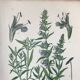 Trio of 19th-century botanical boards