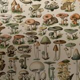 Lithograph on mushrooms (of Caesars) - 1900