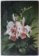 Painting of orchids, flowers, still life bouquet.