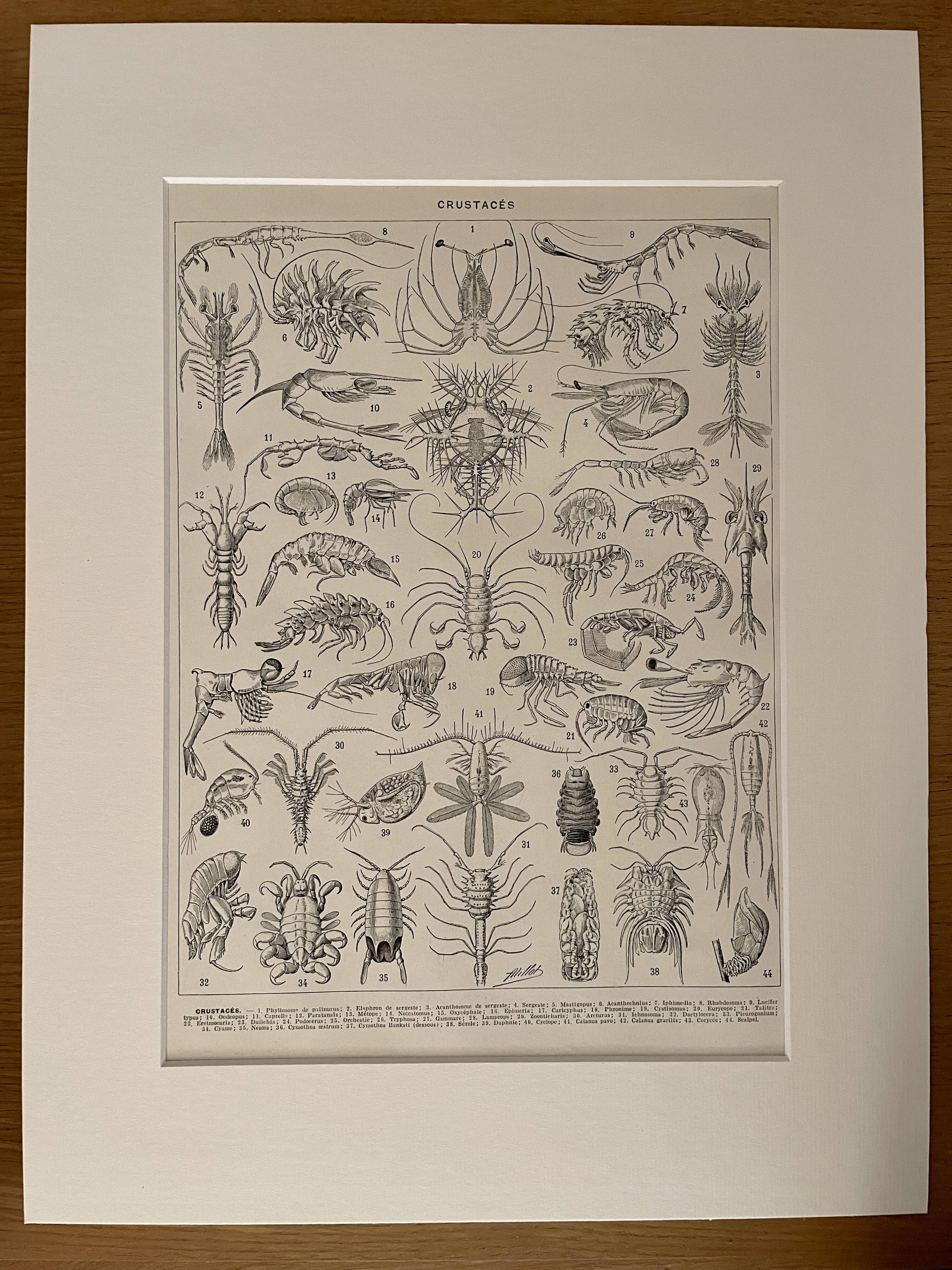 Lithograph on crustaceans - 1930
