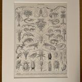 Lithograph on crustaceans - 1930