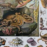 Illustration Millot "Mollusques"