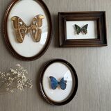Butterfly domed glass frame "Morpho menelaus"