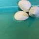 Vide poche coquillages bleu turquoise, Italie