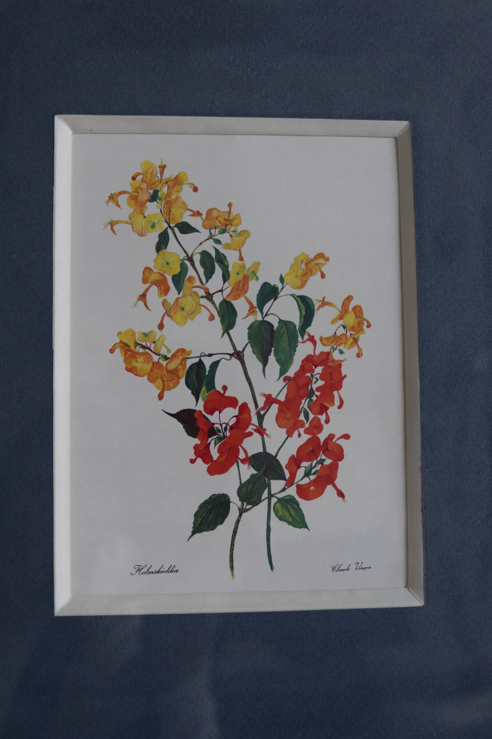 3 botanical illustrations flowers Claude vinçon
