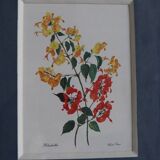 3 illustrations botaniques fleurs Claude vinçon