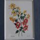 3 botanical illustrations flowers Claude vinçon