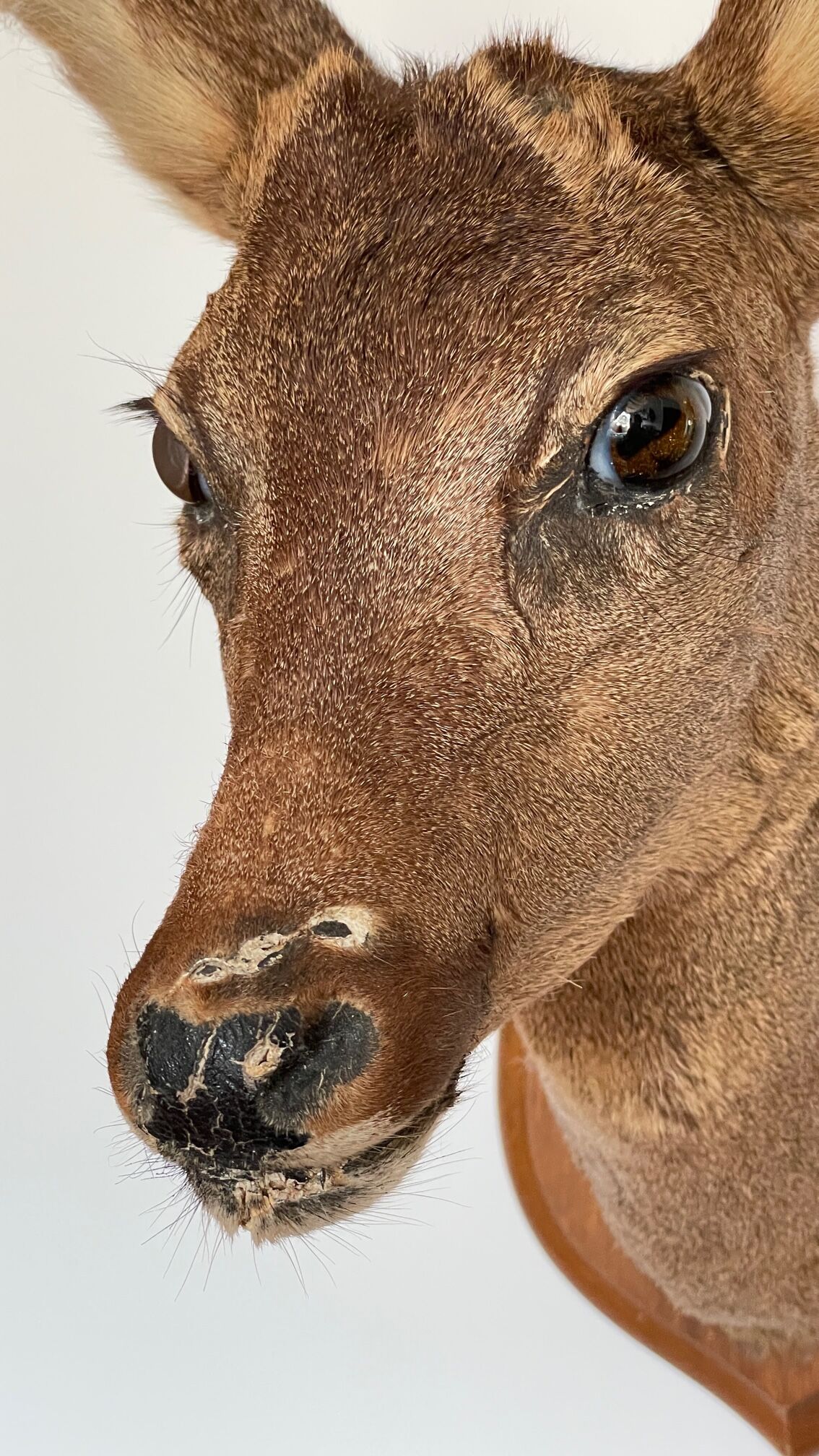 Decoration wall vintage taxidermy