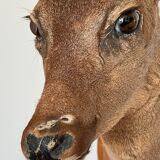 Decoration wall vintage taxidermy