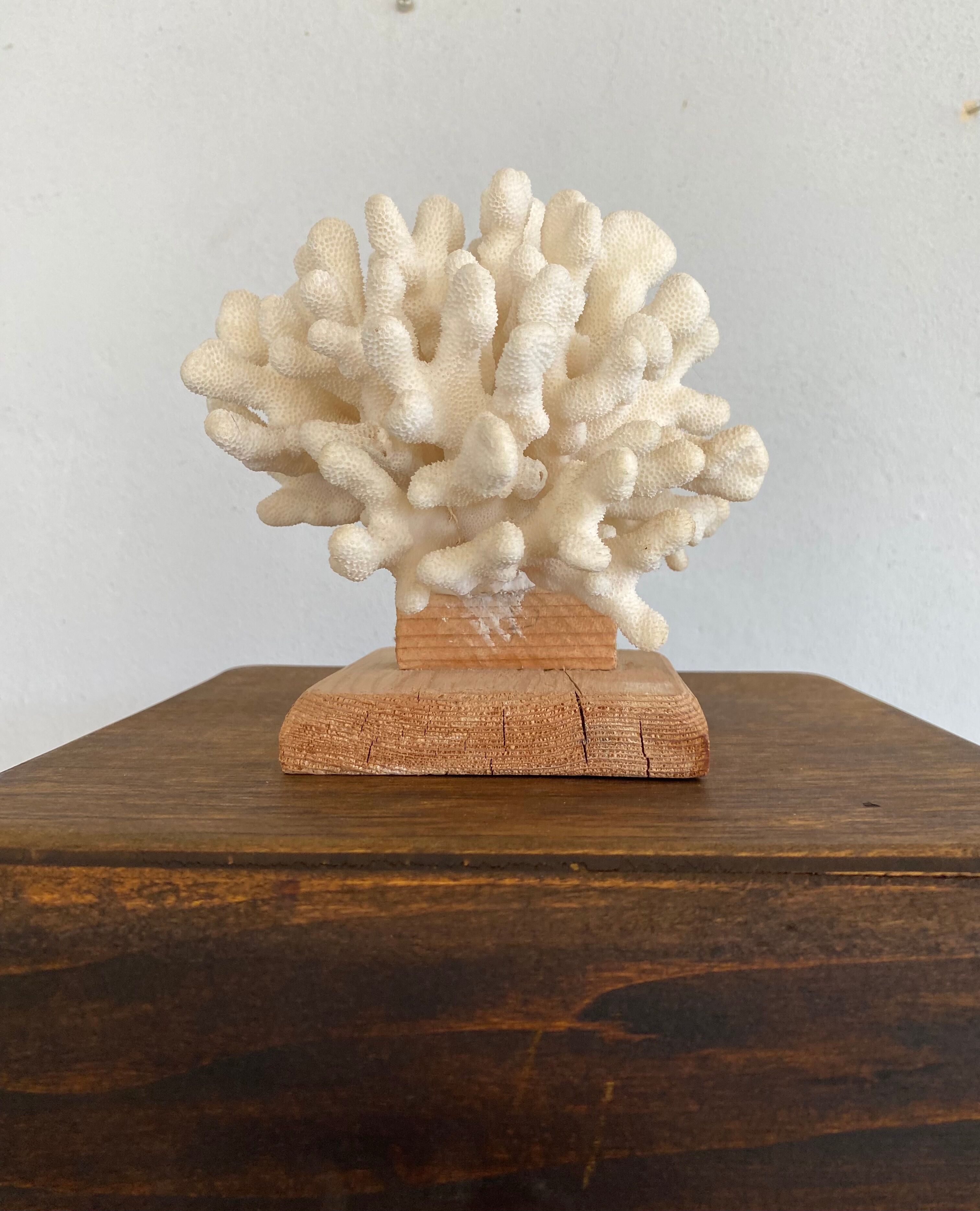 Coral on raw wood base