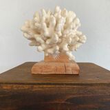 Coral on raw wood base