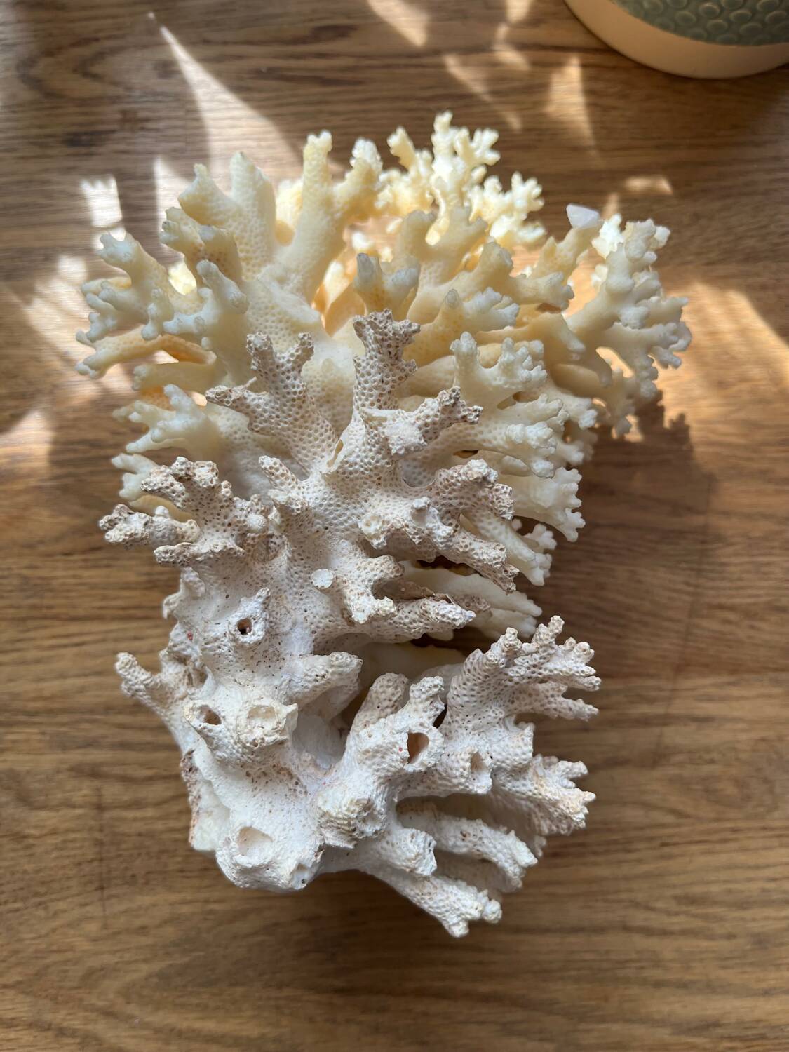 White coral