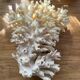 White coral