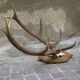 Bois de cerf