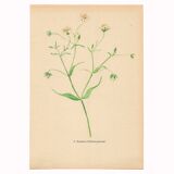 Old illustration 1948 - Stellar by Strache - Wild Flora plate