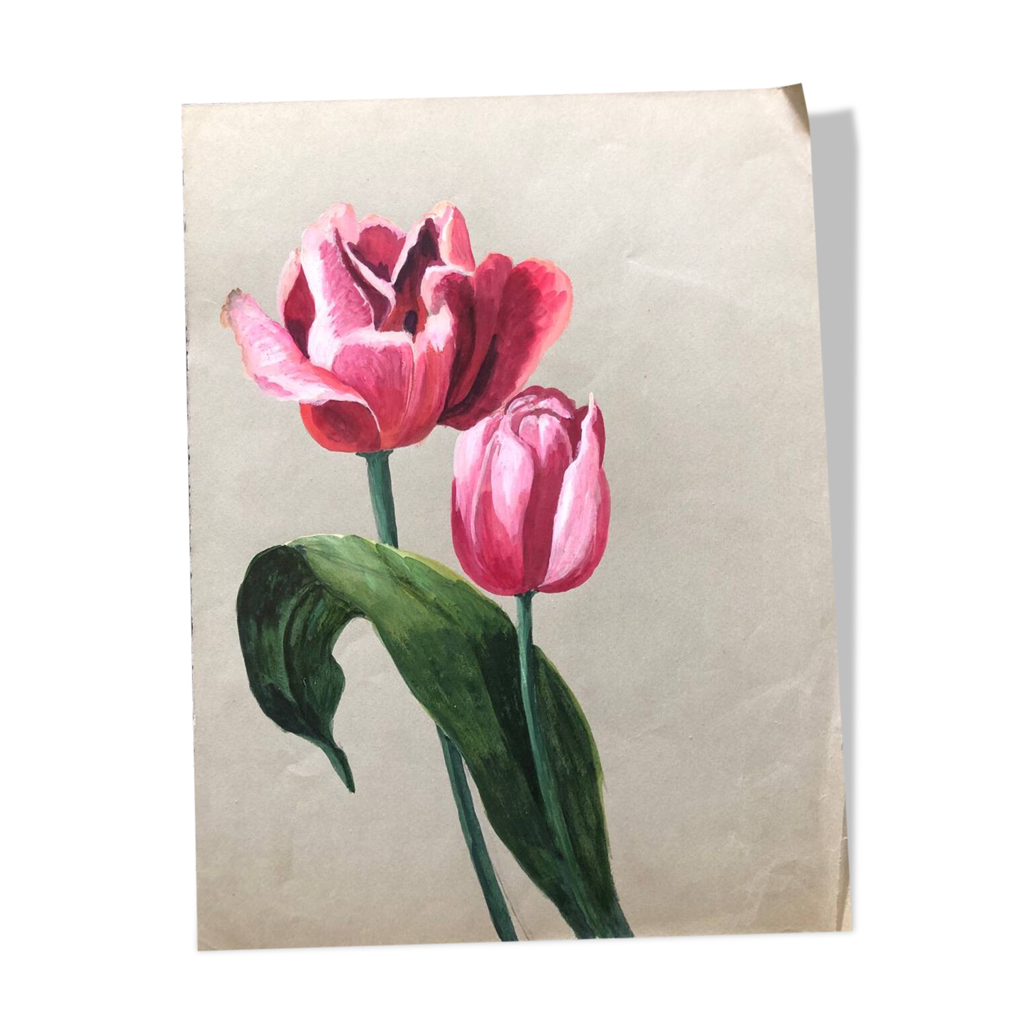 Old tulip drawing