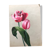 Old tulip drawing