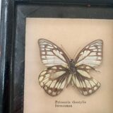 Vintage Display Of  Two Butterfly's, Taxidermy
