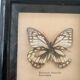 Vintage Display Of  Two Butterfly's, Taxidermy