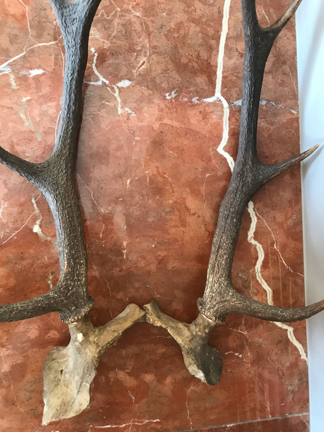 Massacre bois de cerf