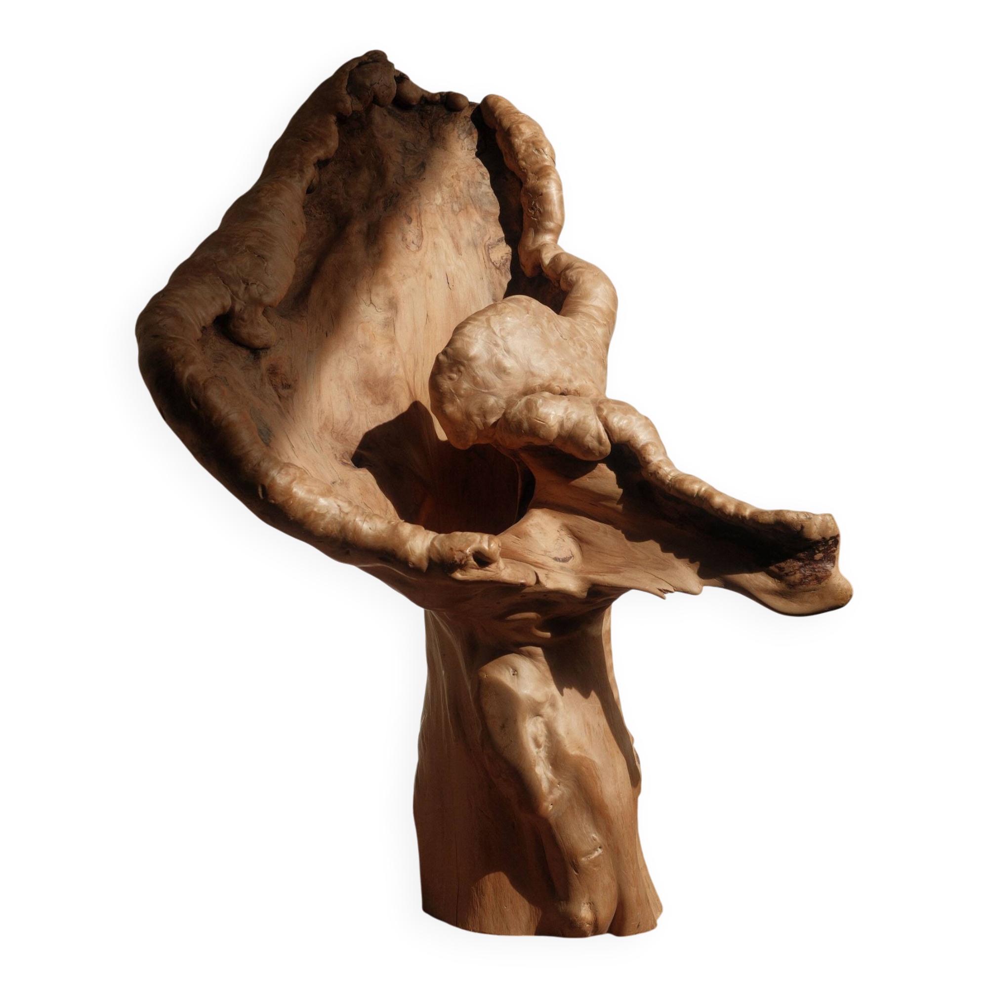 Sculptural lamp in burl wood