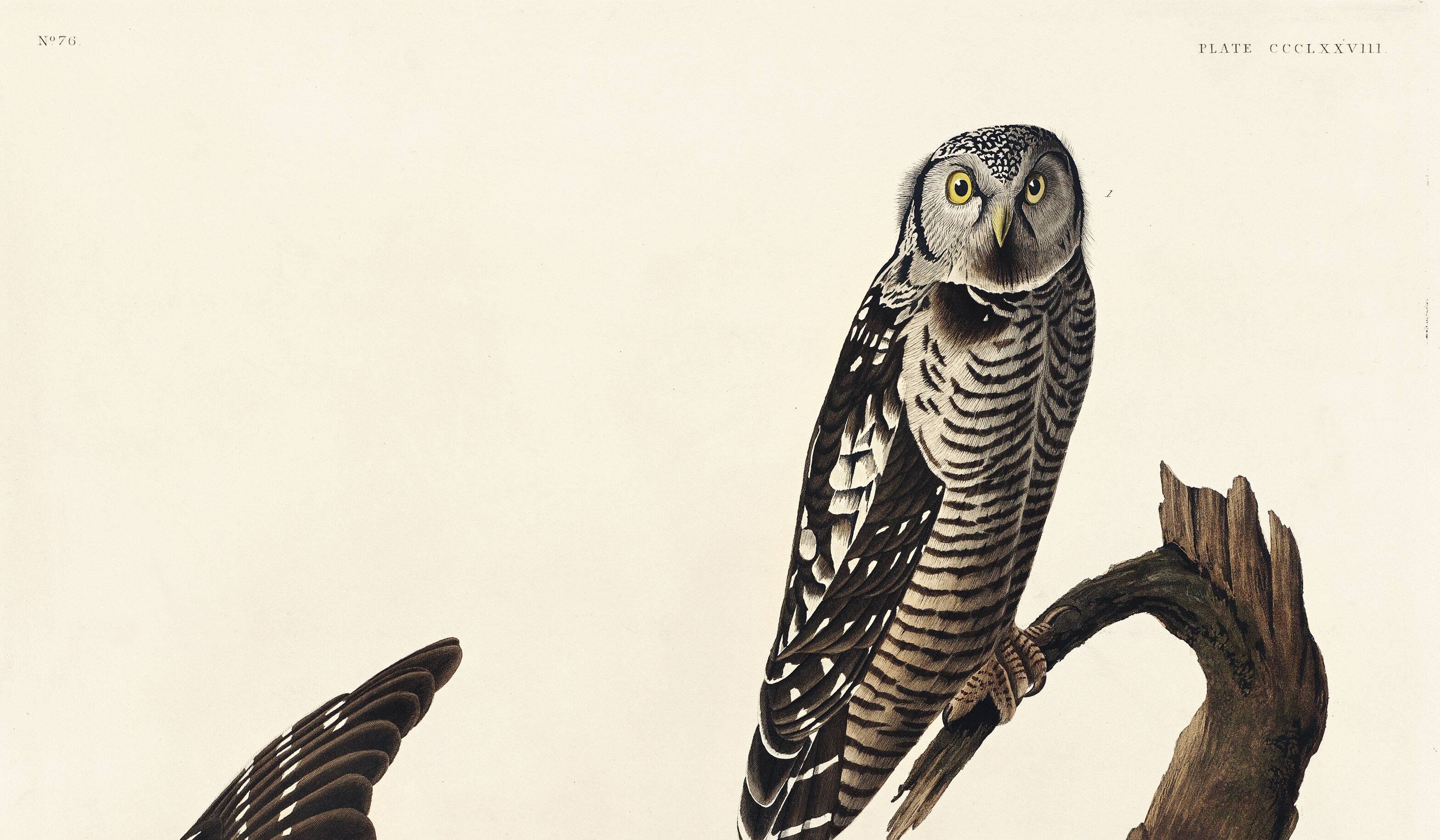 Poster about the Hawk Owl, based on an old engraving from 1827.