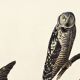 Poster about the Hawk Owl, based on an old engraving from 1827.