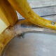 Chaise enfant baumann 1955 modèle , chêne-doré type bistrot bois courbé