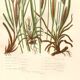 Antique botanical engraving, 1889 - Mountain herbs by A. Pratt - plate