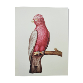 Planche ancienne -Cacatoès à ventre rose- Illustration zoologique et ornithologique vintage - Oiseau