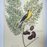 Antique bird engraving - Goldfinch - Vintage nature plate by Seligmann