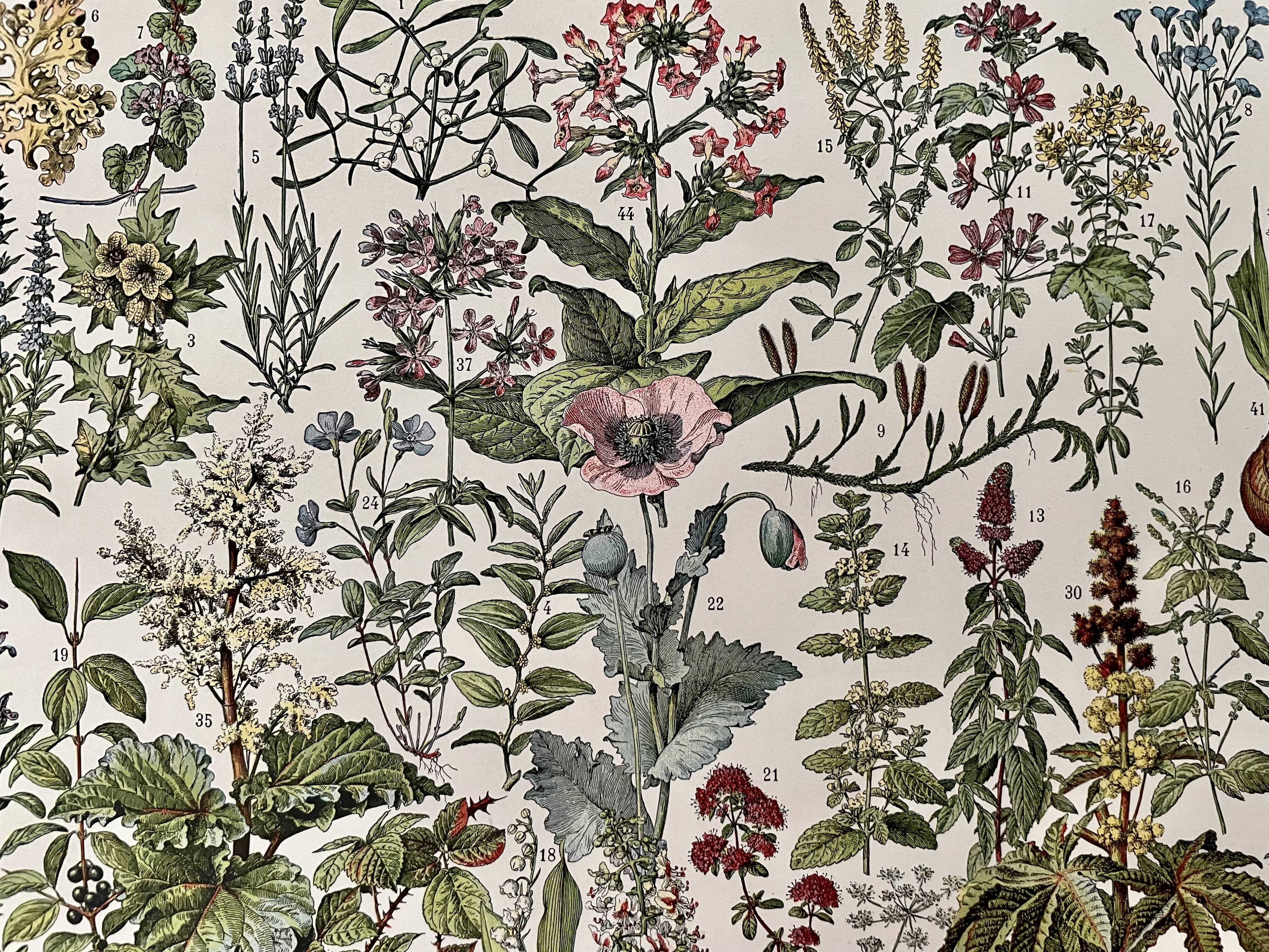 Lithograph on medicinal plants from 1928 (mistletoe)