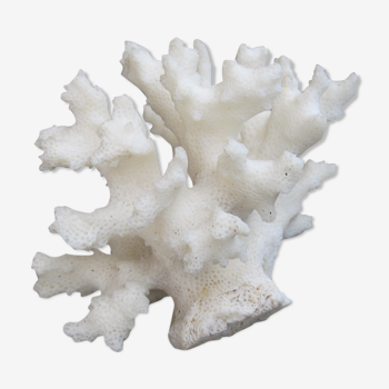 White coral branch