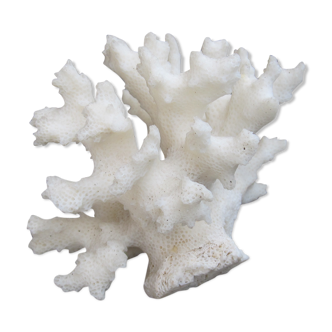 Branche de corail blanc