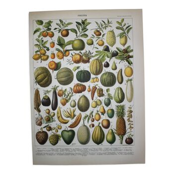 Engraving • Fruits of our regions, varieties • Original lithograph of 1898