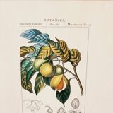 Lot de 5 cadres gravures botaniques ancienne