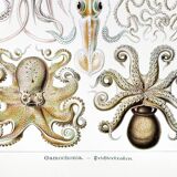 Poster about “octopuses”, based on an old lithograph from 1904.