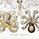 Poster about “octopuses”, based on an old lithograph from 1904.