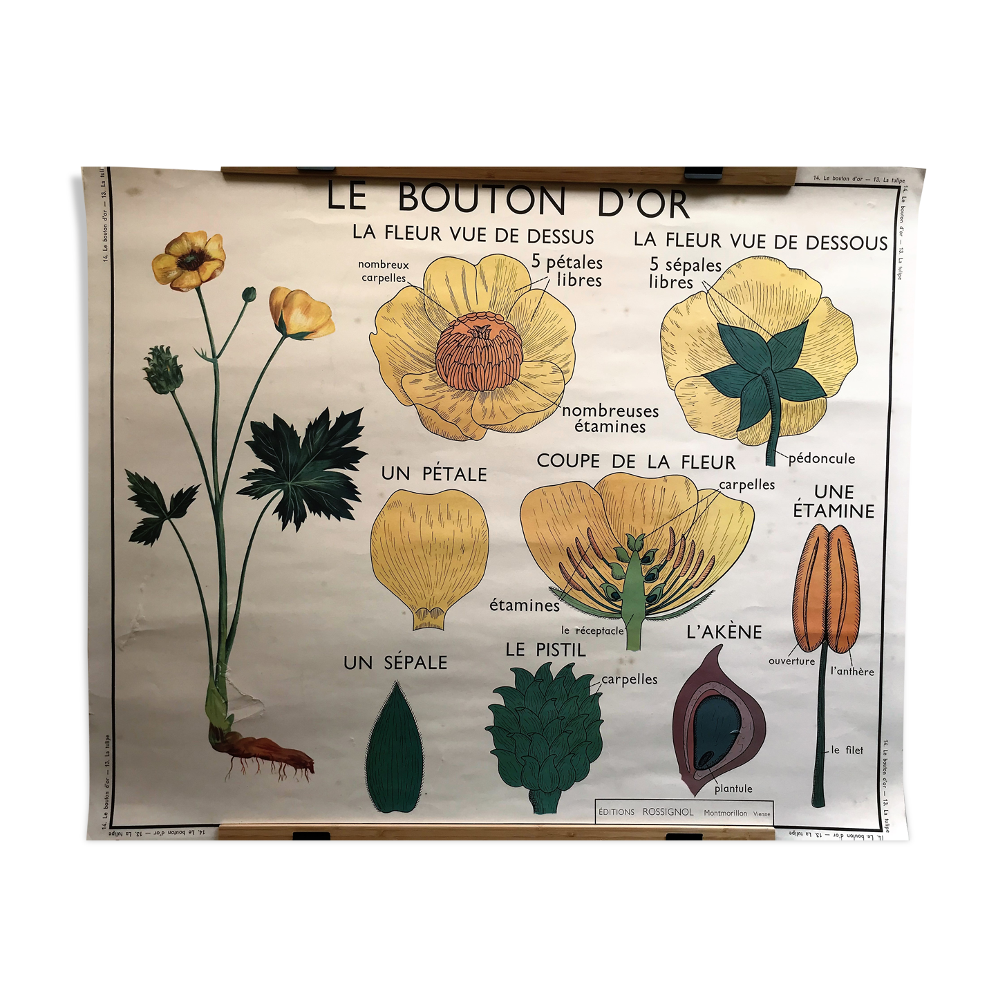 Old school poster edition Rossignol double botanical face