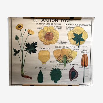 Ancienne affiche scolaire édition Rossignol double face botanique